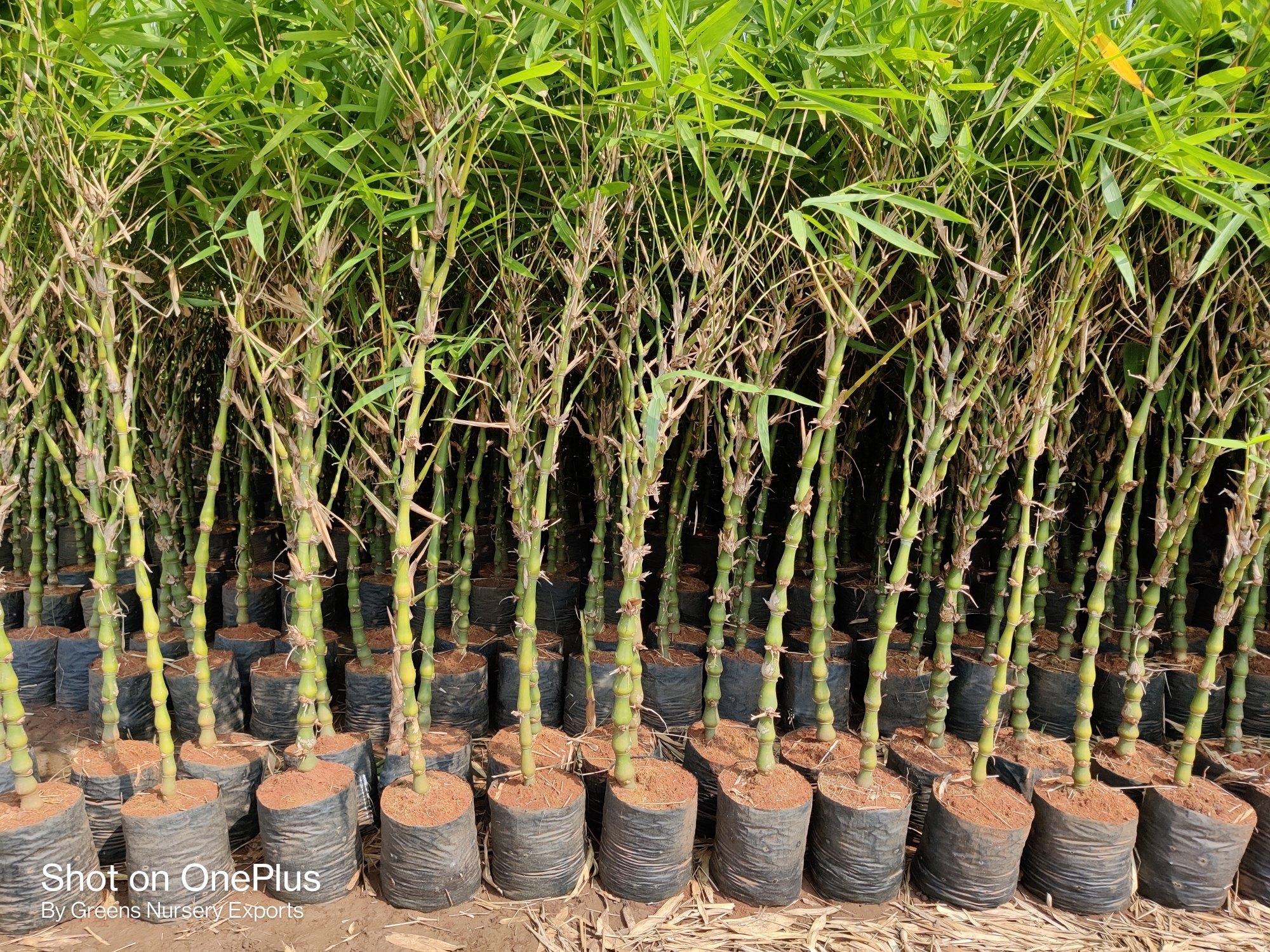 BUDDHA BAMBU